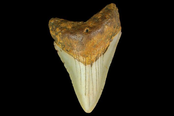 3.35" Fossil Megalodon Tooth - North Carolina